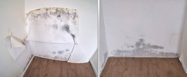 Best Same-Day Mold Removal  in Carthage, NC